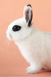 《龙腾世纪：影障守护者》有多种难度选项 还能定制难度